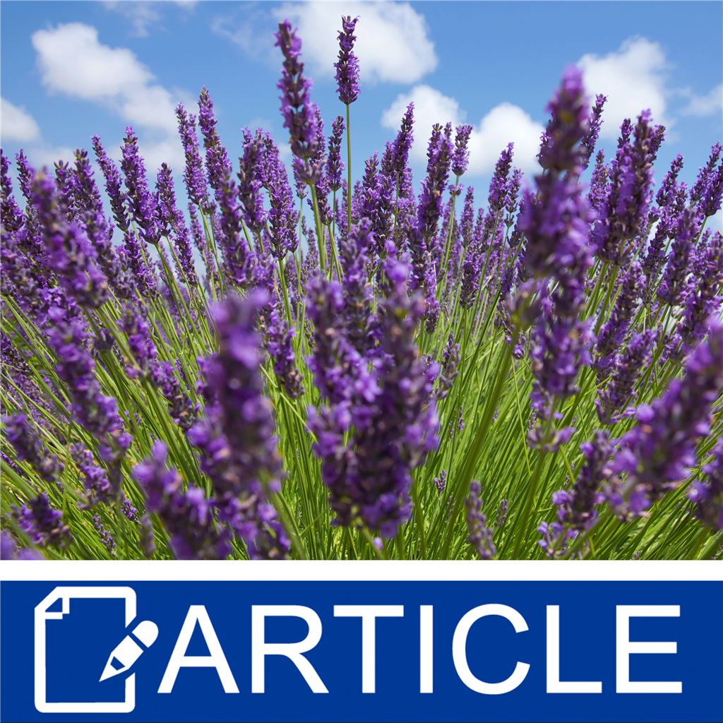 All About Lavender
