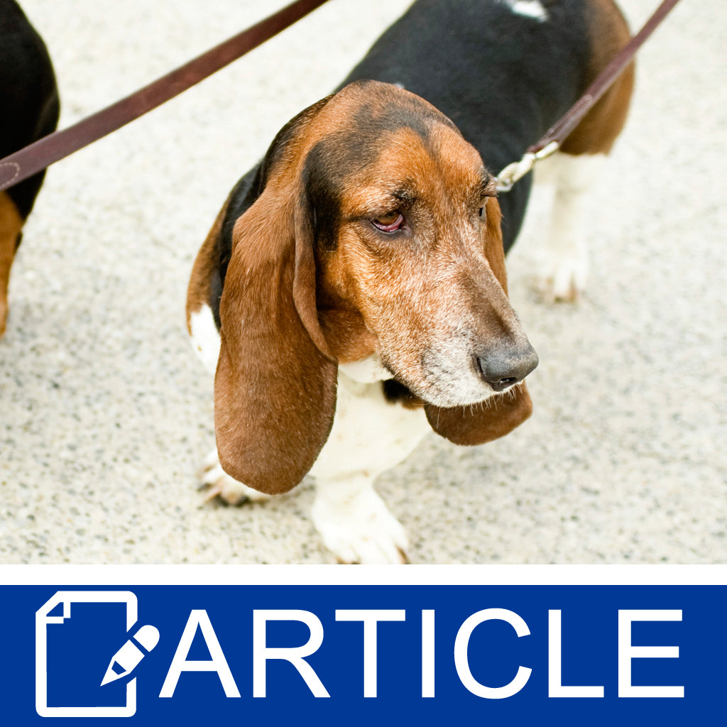 What Your Dog Can Teach You About Business