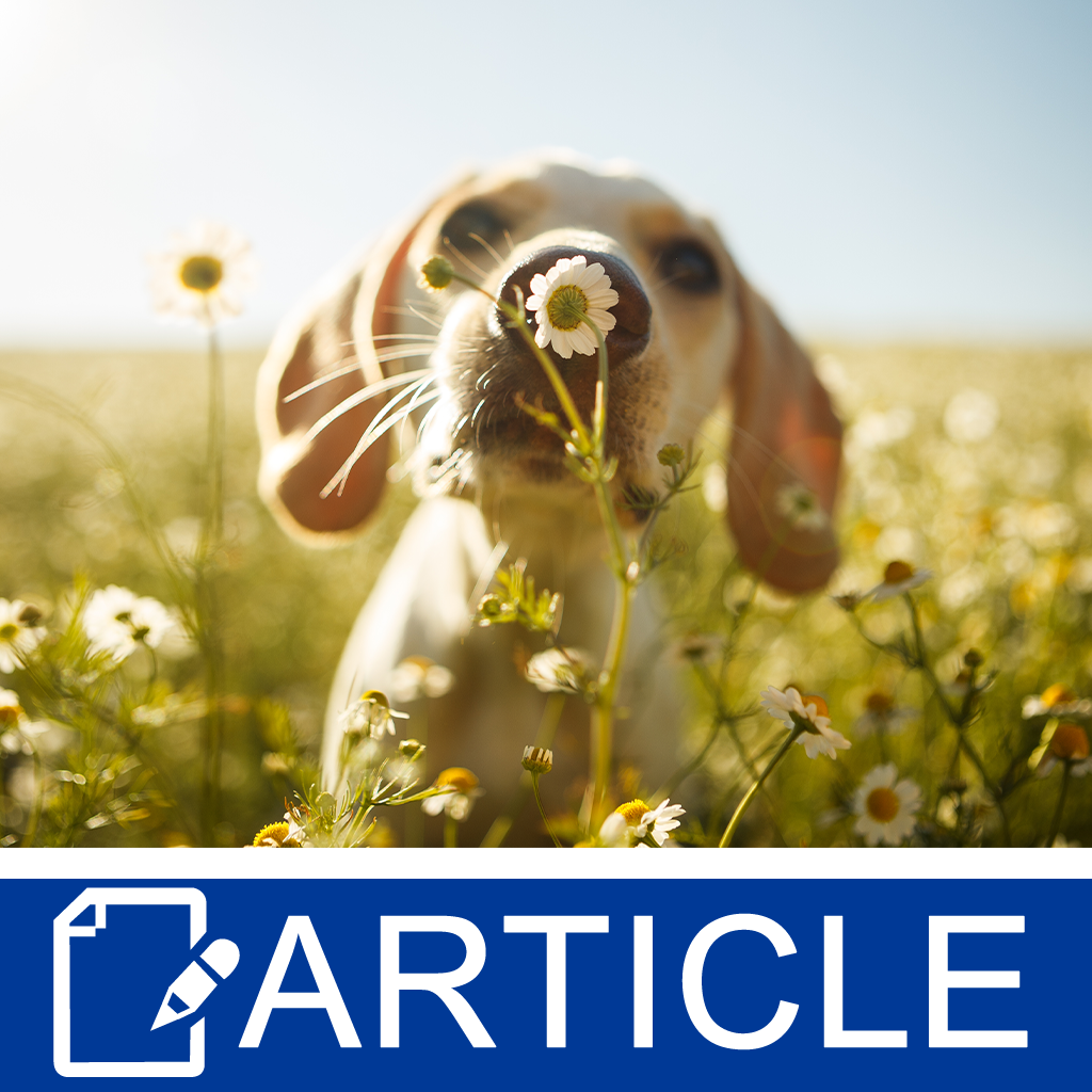 Ingredient Spotlight: Natural Pet Fragrance Oils