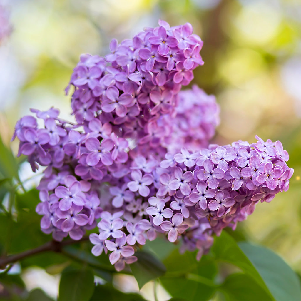 Spring Fragrances