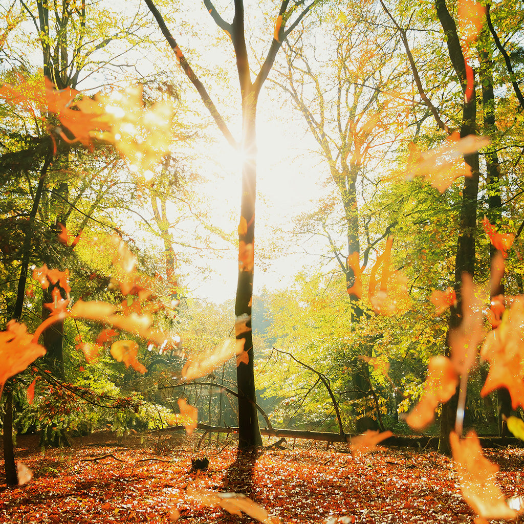 Earthy Fall Fragrance Oils