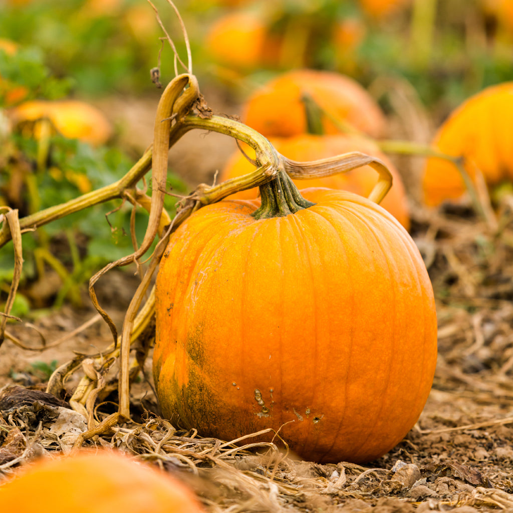 Pumpkin Pickin Fragrance Oil 783