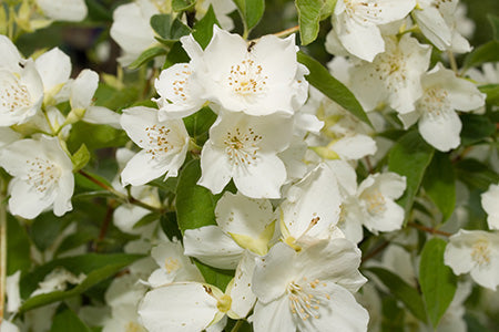 A to Z Fragrance Oils: J