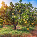 Fresh Picked Pomelo Fragrance Oil