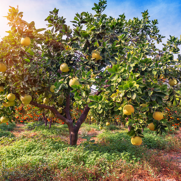 Fresh Picked Pomelo Fragrance Oil