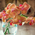 Orchid & Pink Amber Fragrance Oil 245