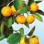 Calamondin Sea Salt Fragrance Oil