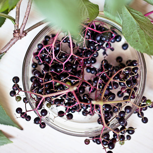 Elderberry Violet Fragrance Oil