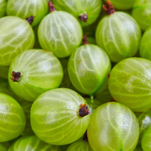 Gooseberry Guava Fragrance Oil