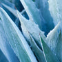 Blue Agave Sugar Fragrance Oil 878 - Zoom Thumbnail Media 1