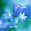 Waterlily & Bluebell Fragrance Oil 84