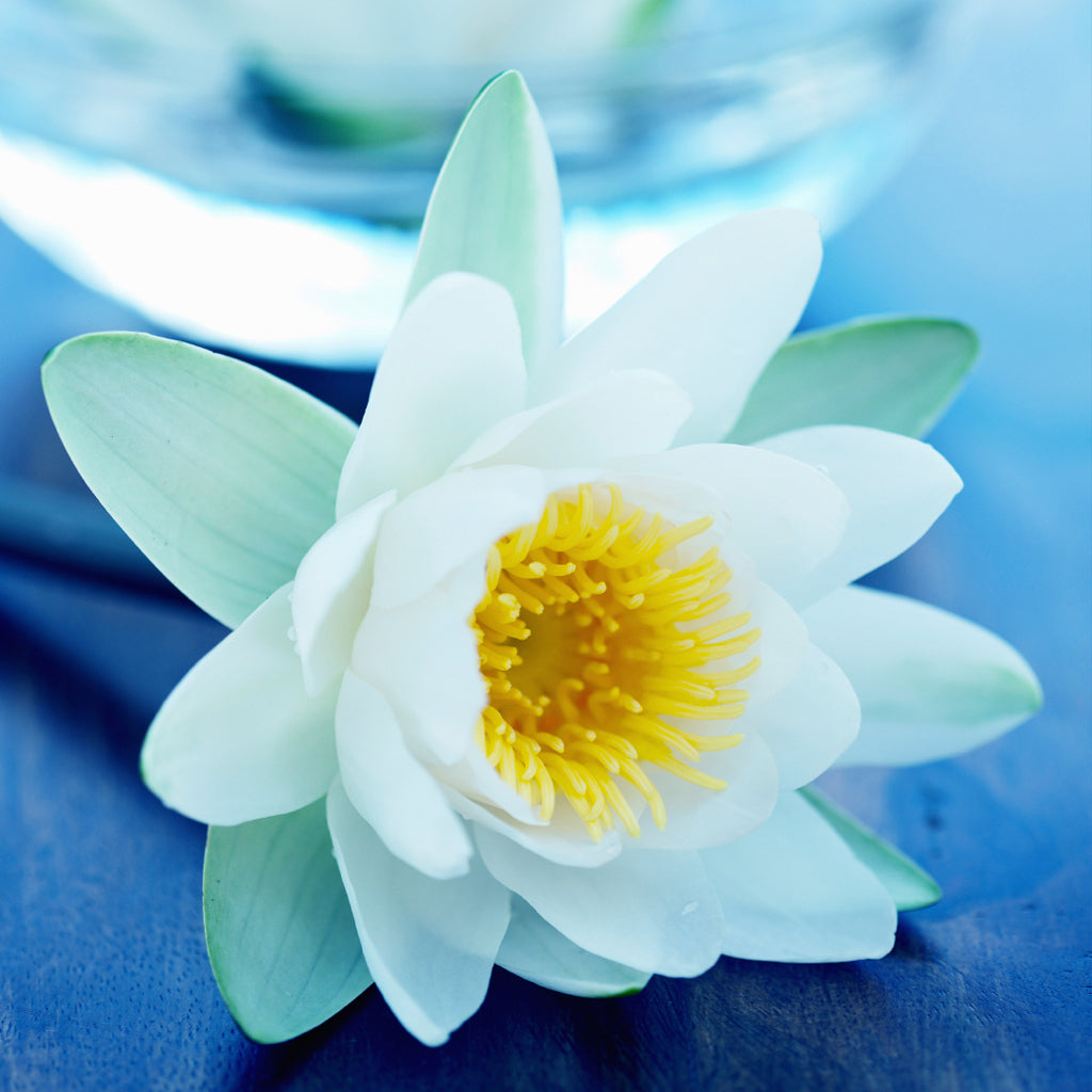 Blue Lotus Spa Fragrance Oil 840 - Crafter's Choice - Fragrance