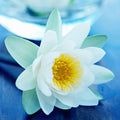 Blue Lotus Spa Fragrance Oil 840