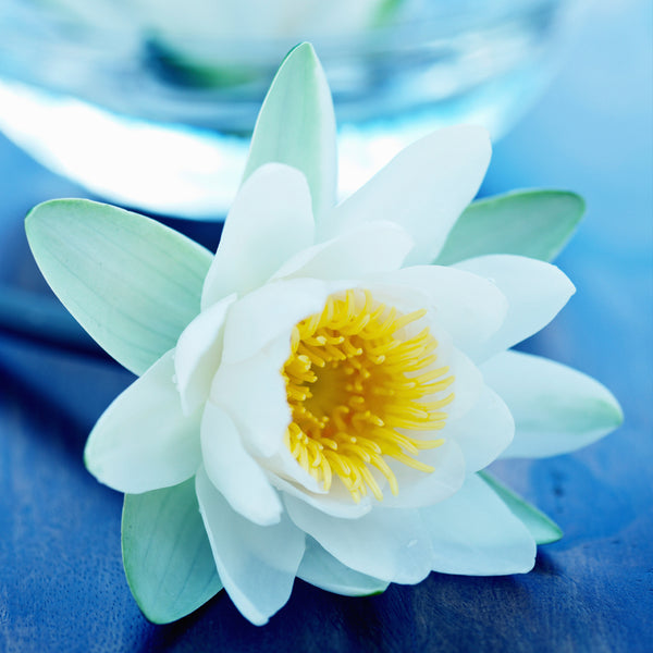 Blue Lotus Spa Fragrance Oil 840