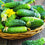 Cucumber, Violet & Fennel Fragrance Oil (Special Order)
