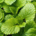 Lemon Balm Fragrance Oil