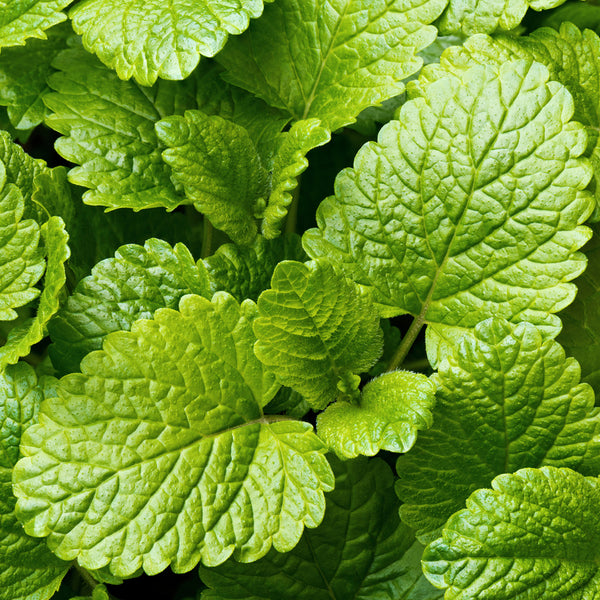 Lemon Balm Fragrance Oil