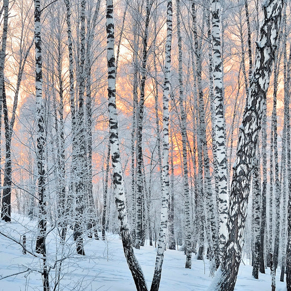 Frosted Birch & Juniper Fragrance Oil 870 - Zoom Media 1
