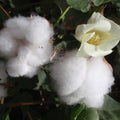 Cotton Blossom - EO & FO Blend 297