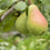 Pear Glace* - EO & FO Blend 307