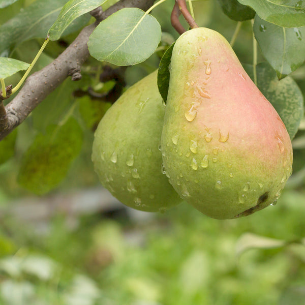 Pear Glace* - EO & FO Blend 307