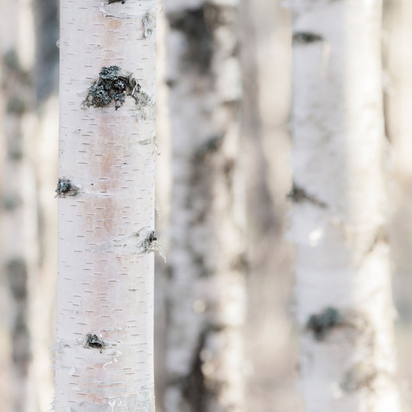 Vanilla Birch Fragrance Oil 901 - Zoom Media 1