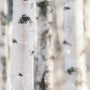 Vanilla Birch Fragrance Oil 901 - Zoom Thumbnail Media 1