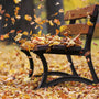 Fall Breeze* Fragrance Oil 898