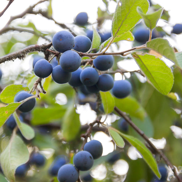 Wild Mahonia Berries Fragrance Oil - Zoom Media 1