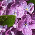 Violets & Dew Drops Fragrance Oil