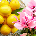 Cyclamen & Citron Fragrance Oil