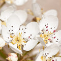 Pear Blossoms & Amber Fragrance Oil
