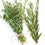 White Thyme & Rosemary Fragrance Oil 940
