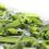Lemongrass Sage* Fragrance Oil 160