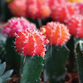 Aloe Water & Cactus Fragrance Oil
