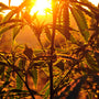 Patchouli & Hemp Fragrance Oil 969