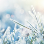 Frost Fragrance Oil - FF# 7