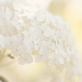 Clean Floral Fragrance Oil - FF# 12