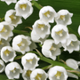 Muguet Fragrance Oil - FF# 15