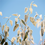 Frosted Eucalyptus Fragrance Oil 988