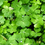 Irish Spring* Fragrance Oil 990