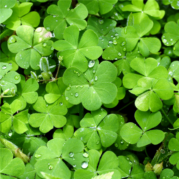 Irish Spring Fragrance Oil 990