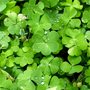 Irish Spring Fragrance Oil 990