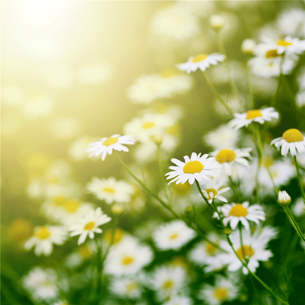 Fairy Tales Fragrance Oil 1004