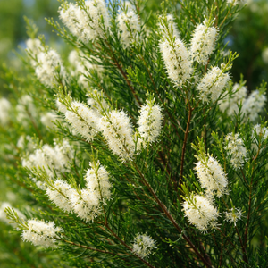 Tea Tree Essential Oil 136 - Featured Image
