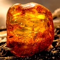 Amberwood Fragrance Oil