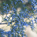 Frosted Juniper & Balsam Fragrance Oil