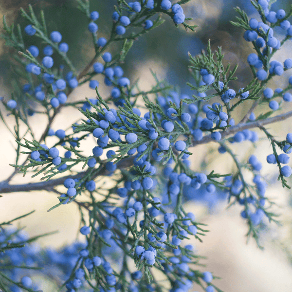 Frosted Juniper & Balsam Fragrance Oil