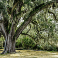 White Oak & Cedar Fragrance Oil 571