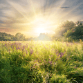 Meadow Grass & Wildflowers Fragrance Oil 219